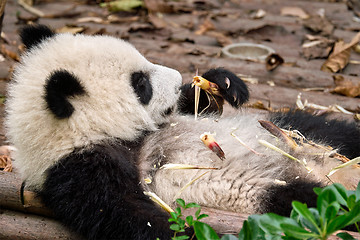 Image showing Giant panda bear in China