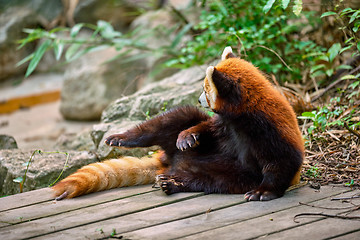 Image showing Red panda (lesser panda)