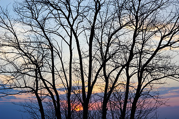 Image showing Tree silhouette at sunset.