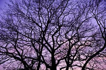 Image showing Purple sunset.