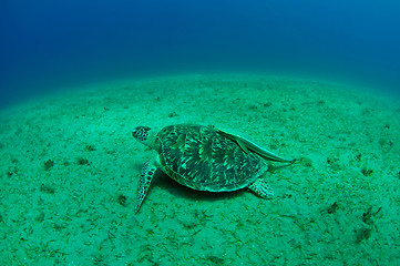 Image showing sea turtle