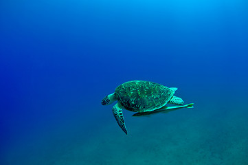 Image showing gren turtle