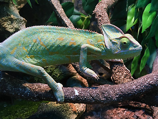 Image showing Chameleon on branch