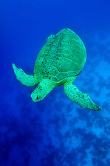 Image showing sea green turtle