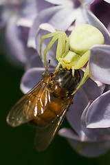 Image showing Meal