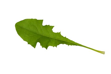 Image showing Green dandelion leaf