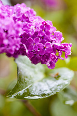 Image showing blooming lilac, close-up