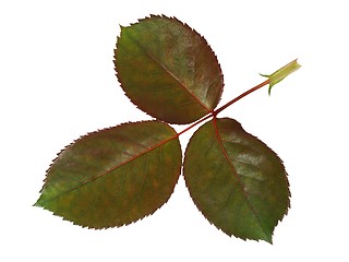 Image showing Rose leaf on white