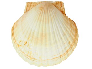 Image showing Seashell on white