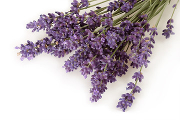 Image showing Close-up of Lavender