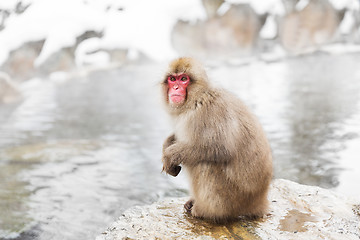 Image showing japanese macaque or snow monkey in hot spring