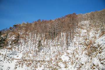 Image showing winter forest in japan