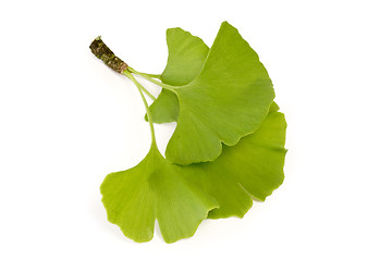 Image showing Ginkgo Leaf
