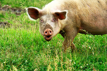 Image showing Big pig