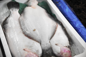 Image showing flounder fish in ice box at asian street market