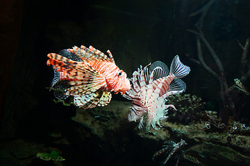 Image showing Tropical Fish