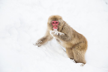 Image showing japanese macaque or monkey searching food in snow