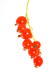 Image showing Red Currants