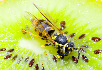 Image showing Wasp on a Kiwifruit