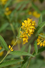 Image showing Garden loosestrife