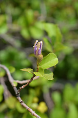 Image showing Tropical East African shrub