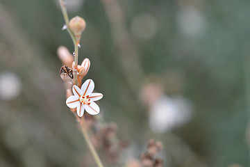 Image showing Hollow-stemmed asphodel