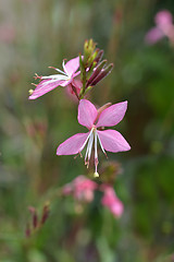 Image showing Pink gaura