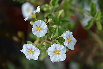 Image showing White potato bush