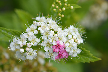 Image showing Japanese spirea