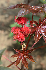 Image showing Castor oil plant