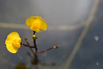 Image showing Common bladderwort