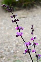 Image showing Ruby Moon Hyacinth Bean