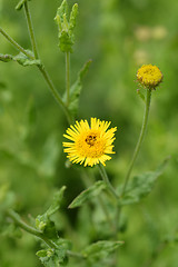 Image showing Small fleabane