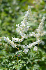 Image showing White Gloria Astilbe