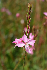 Image showing Pink gaura