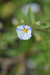 Image showing White potato bush