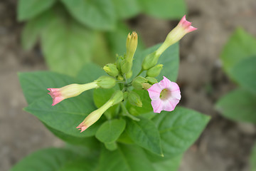 Image showing Large tobacco