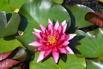 Image showing Water lily