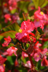 Image showing Wax begonia Trophee rouge