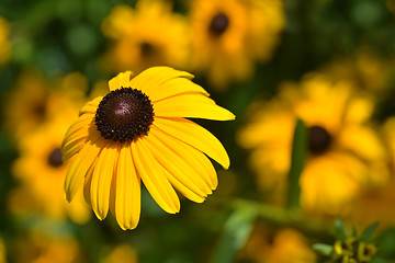 Image showing Gloriosa daisy Indian Summer