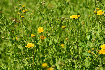 Image showing Small fleabane