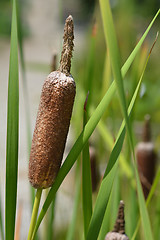 Image showing Cattail