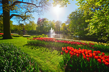 Image showing Keukenhof flower garden. Lisse, the Netherlands.