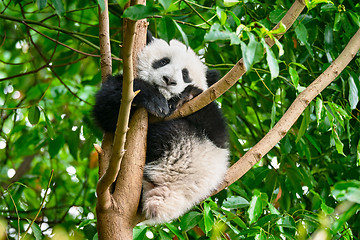 Image showing Giant panda bear in China