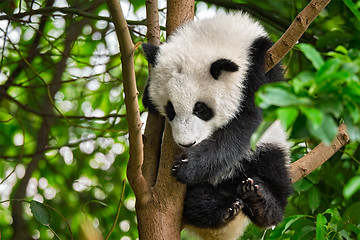 Image showing Giant panda bear in China