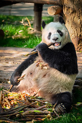 Image showing Giant panda bear in China