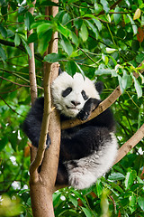 Image showing Giant panda bear in China