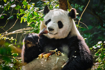 Image showing Giant panda bear in China