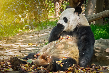 Image showing Giant panda bear in China