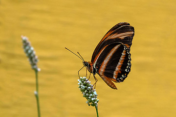 Image showing Banded Orange Heliconian Butterfly